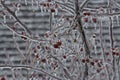 Macro Photo of Icicles Hanging On Ice Encased Branches and Berries  of a Prairie Fire Crabapple Tree Royalty Free Stock Photo