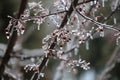 Close up of the branches and berries of a Prairie Fire Crabapple tree encased in ice after a spring storm Royalty Free Stock Photo