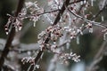 Close up of the branches and berries of a Prairie Fire Crabapple tree encased in ice after a spring storm in Wisconsin Royalty Free Stock Photo