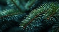 Close-up branches of blue spruce. Rustic Christmas texture background. Detailed fir branches on the dark blurred backdrop. Festive