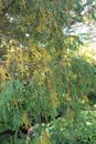 Close up of branches of a Blue Weeping Juniper, Juniperus scopulorum, with green and yellow leaves