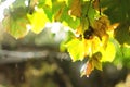 Close up of branches with bunches of sweet dark grapes in the garden in sunset light. Autumn harvest of bio food