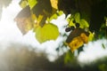 Close up of branches with bunches of sweet dark grapes in the garden in sunset light. Autumn harvest of bio food