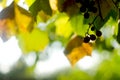 Close up of branches with bunches of sweet dark grapes in the garden in sunset light. Autumn harvest of bio food