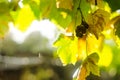 Close up of branches with bunches of sweet dark grapes in the garden in sunset light. Autumn harvest of bio food