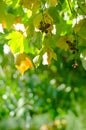 Close up of branches with bunches of sweet dark grapes in the garden in sunset light. Autumn harvest of bio food