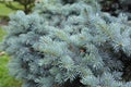 A close-up on branches of Colorado blue spruce evergreen tree with silvery-blue needles and dense foliage Royalty Free Stock Photo