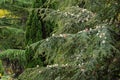 Close-up of branches and cones of Blue Atlas cedar Cedrus atlantica in park Partenit