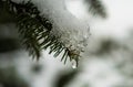 Close up of branches covered in snow. X`mas time. Cold toned.