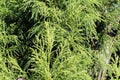Close up of branches on a Dwarf Japanese Cedar tree, Cryptomeria japonica Royalty Free Stock Photo
