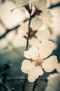 Close up of branches filled with almond blossoms