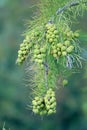 Taxodium distichum