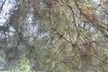 Close Branches of a Pine Tree