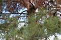 Close Up of Branches of a Pine Tree with Pinecones Royalty Free Stock Photo