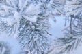 Close up branches of pine trees covered with frost on snow background. Winter landscape Royalty Free Stock Photo