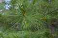 Close-up of branches of Pinus parviflora Glauca pine in the woods. Green and silvery pine needles