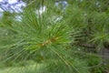 Close-up of branches of Pinus parviflora Glauca pine in the woods. Green and silvery pine needles