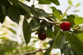 close-up: branches with red-ripe cherry with two brown marmorated stink bugs on one of the fruits Royalty Free Stock Photo