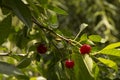 close-up: branches with red-ripe cherry with two brown marmorated stink bugs on one cherry Royalty Free Stock Photo