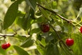 close-up: branches with red-ripe cherry and two brown marmorated stink bugs on one cherry Royalty Free Stock Photo