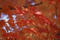 Close up of a branches of a Sunset Maple tree filled with vibrant orange and red leaves in the fall Royalty Free Stock Photo