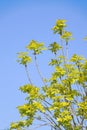 Ulmus pumila Royalty Free Stock Photo