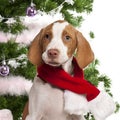 Close-up of Braque Saint-Germain puppy, 3 months