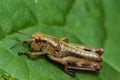 Close-up braun katydid or bush cricket, grasshopper on a green leaf Royalty Free Stock Photo