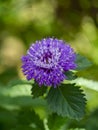 Close up of Brazilian button flower Royalty Free Stock Photo