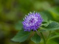 Close up of Brazilian button flower Royalty Free Stock Photo