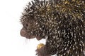 Close-up of Brazilian Porcupine