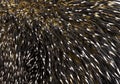 Close-up of Brazilian Porcupine quills