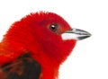 Close-up of a Brazilian Tanager - Ramphocelus bresilius