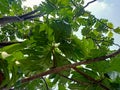 Close up of breadfruit plant