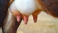 Close up of breast milk of cows in livestock farm. Detail of gir cow big udder or breast, outdoor picture Royalty Free Stock Photo