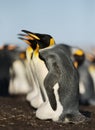 Close-up of a breeding group of King penguins Royalty Free Stock Photo