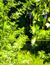 Close up of brich-tree leaves and bushes in a background