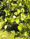 Close up of brich-tree leaves and bushes in a background.