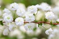 Close up of bridal wreath flowers