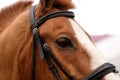 Close-up of bridled horse's head, side view