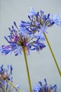 Close-up of bright African Lilly flowers against a white background