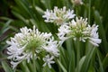 Close-up of bright African Lilly flowers with a few green stems against lush greenery