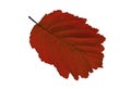 Close-up of autumn leaf on white background Royalty Free Stock Photo