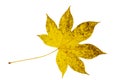 Close-up of autumn leaf on white background Royalty Free Stock Photo