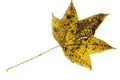 Close-up of autumn leaf on white background Royalty Free Stock Photo