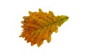 Close-up of autumn leaf on white background Royalty Free Stock Photo