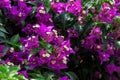 Close-up of bright blooming bougainvillea. Cute funny lilac flowers with a light yellowish center. Selective focus