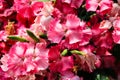 Close up of bright blooming pink carnations.