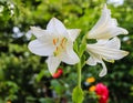 Close up of bright blooming white lily and background of green leaves Royalty Free Stock Photo