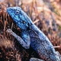 A close up of the bright blue head and blue and black checkered body of a Southern Rock Agama lizard sunbathing on a sun dried Royalty Free Stock Photo